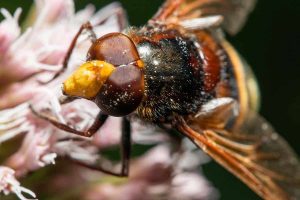 What Do Flies Do For The Environment