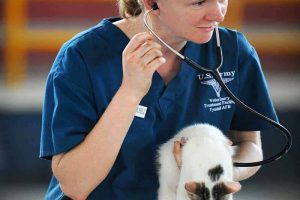 How Do Veterinarians Contribute To Society