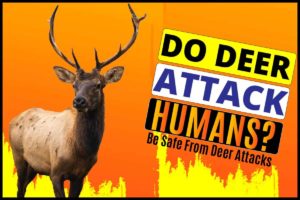 Do Deer Attack Humans