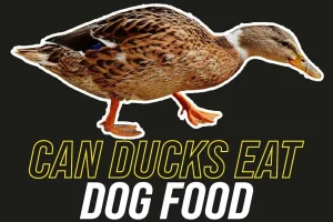 Can Ducks Eat Dog Food