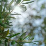 How To Grow An Olive Tree From Seed