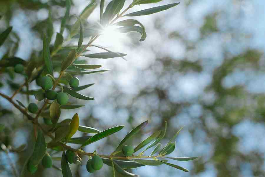 How To Grow An Olive Tree From Seed