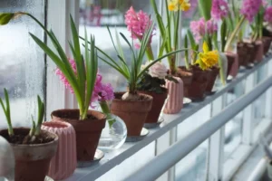 What Causes Flower Bulbs To Be Pushed Up From Underground