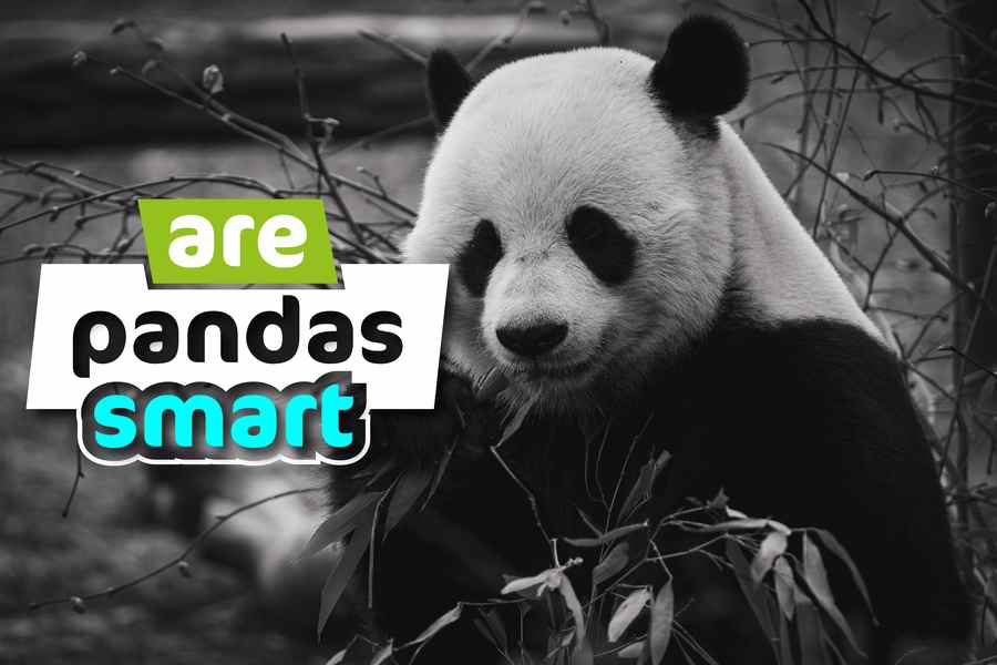 Are Pandas Really Smart