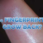 Do Fingersprints Grow Back