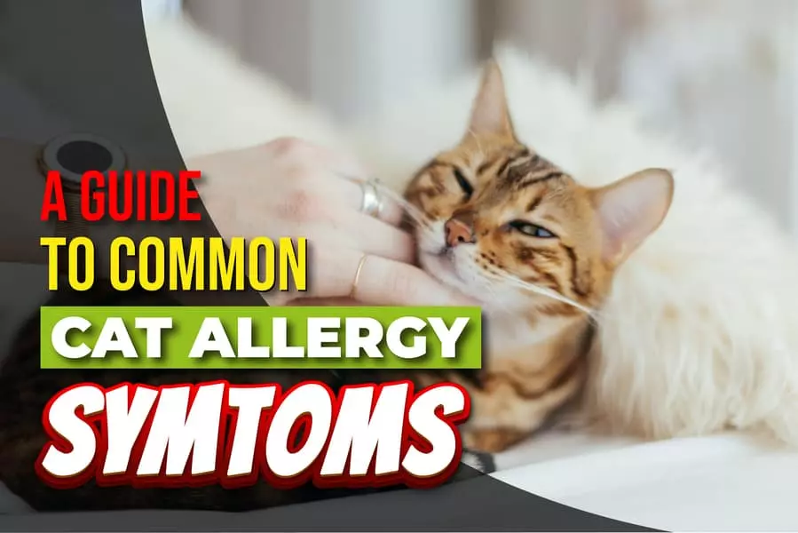 A Guide To Common Cat Allergy Symptoms