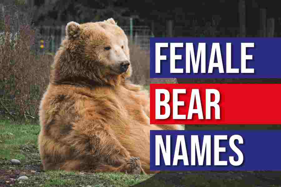 Female Bear Names
