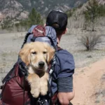 How To Travel Safely With Your Dog  