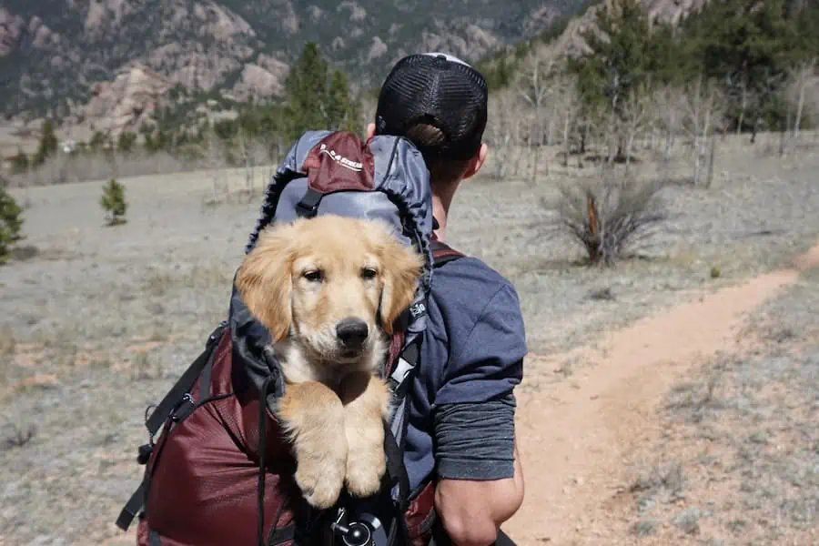 How To Travel Safely With Your Dog  