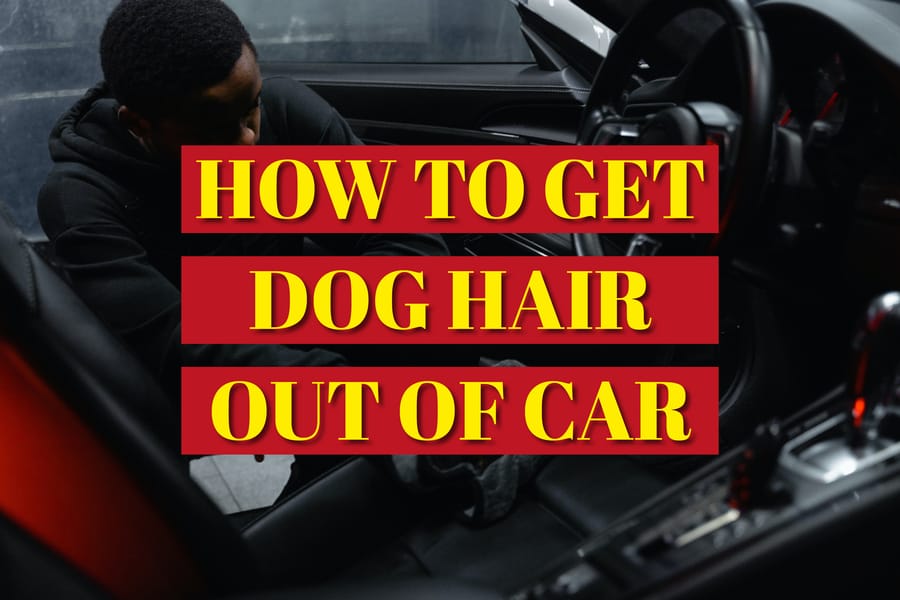 How To Get Dog Hair Out Of Car