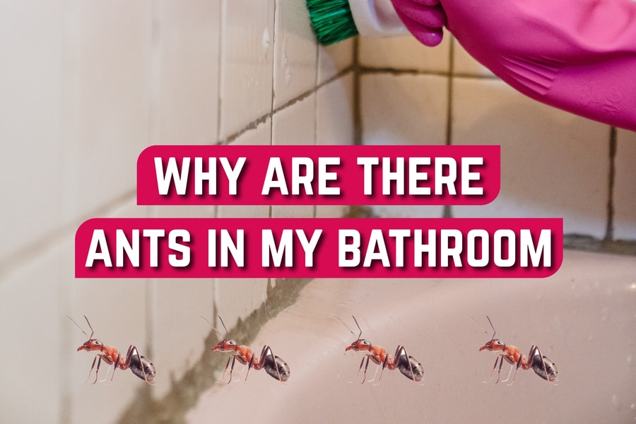 Why Are There Ants in My Bathroom