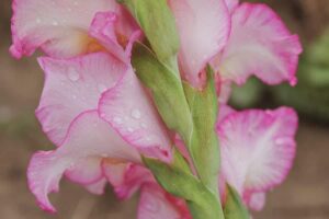 Are Gladiolus Poisonous To Cats