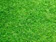 How To Choose The Best Type Of Grass For Your Lawn