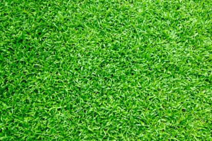 How To Choose The Best Type Of Grass For Your Lawn