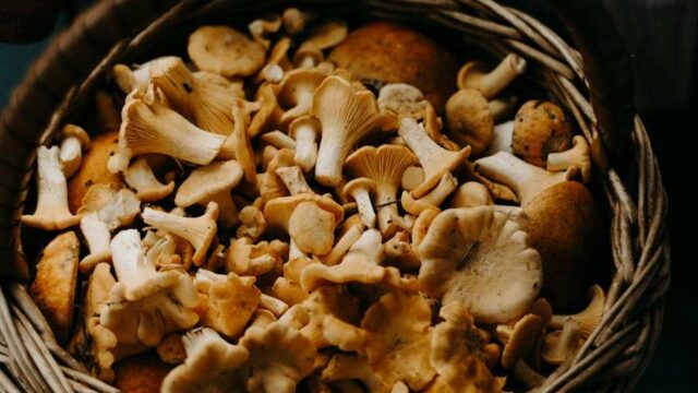 Are Mushrooms Legal In California